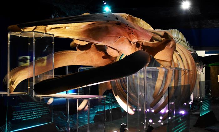 Whale skeleton